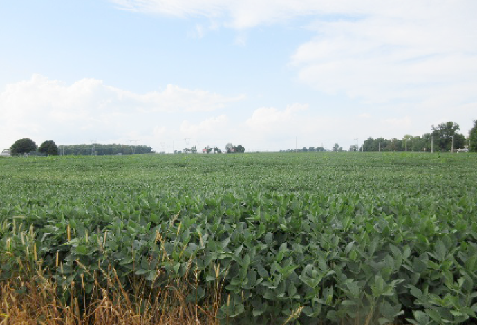 大豆、とうもろこしを栽培する大規模農家、Phil Ramsy'ｓ農場