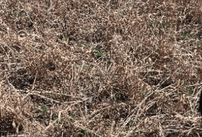 インタークロッピングの様子（小麦収穫後に大豆を植え付け）